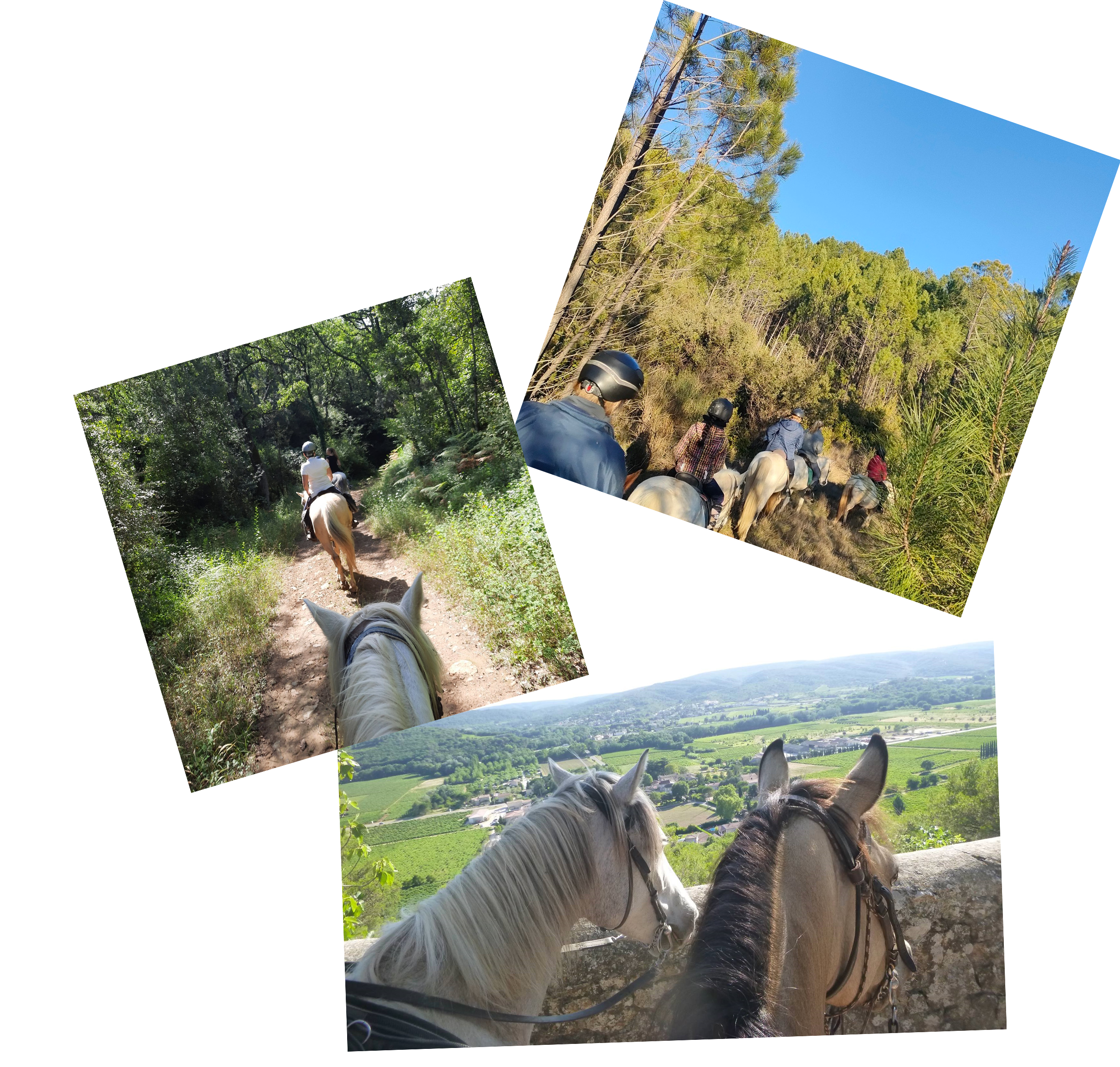 Des chevaux !