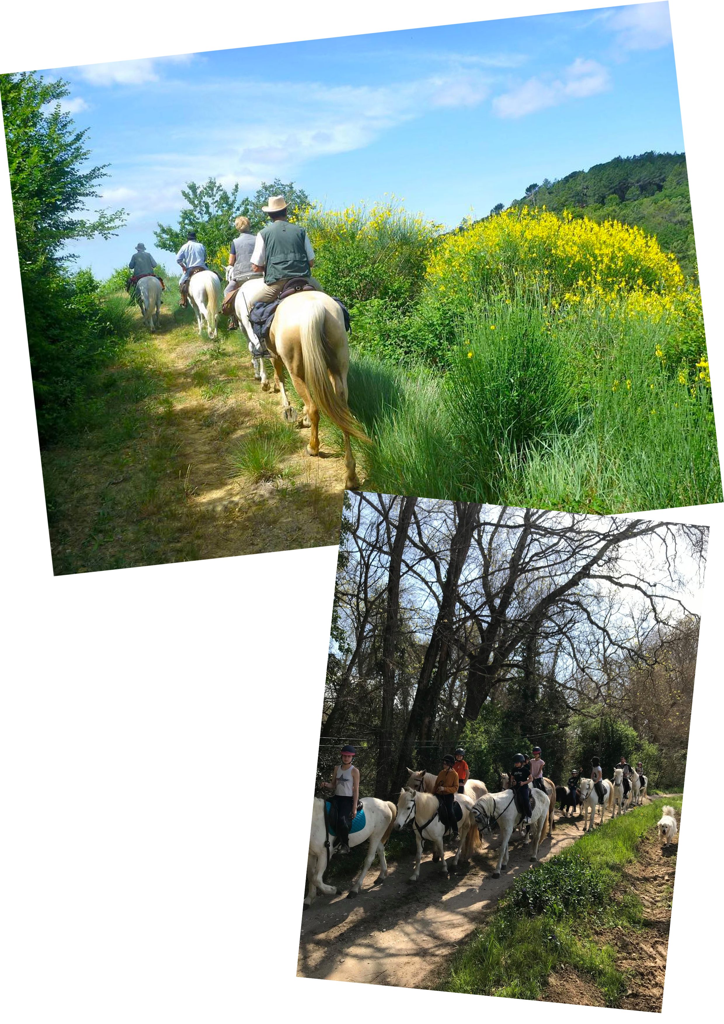 Des chevaux !