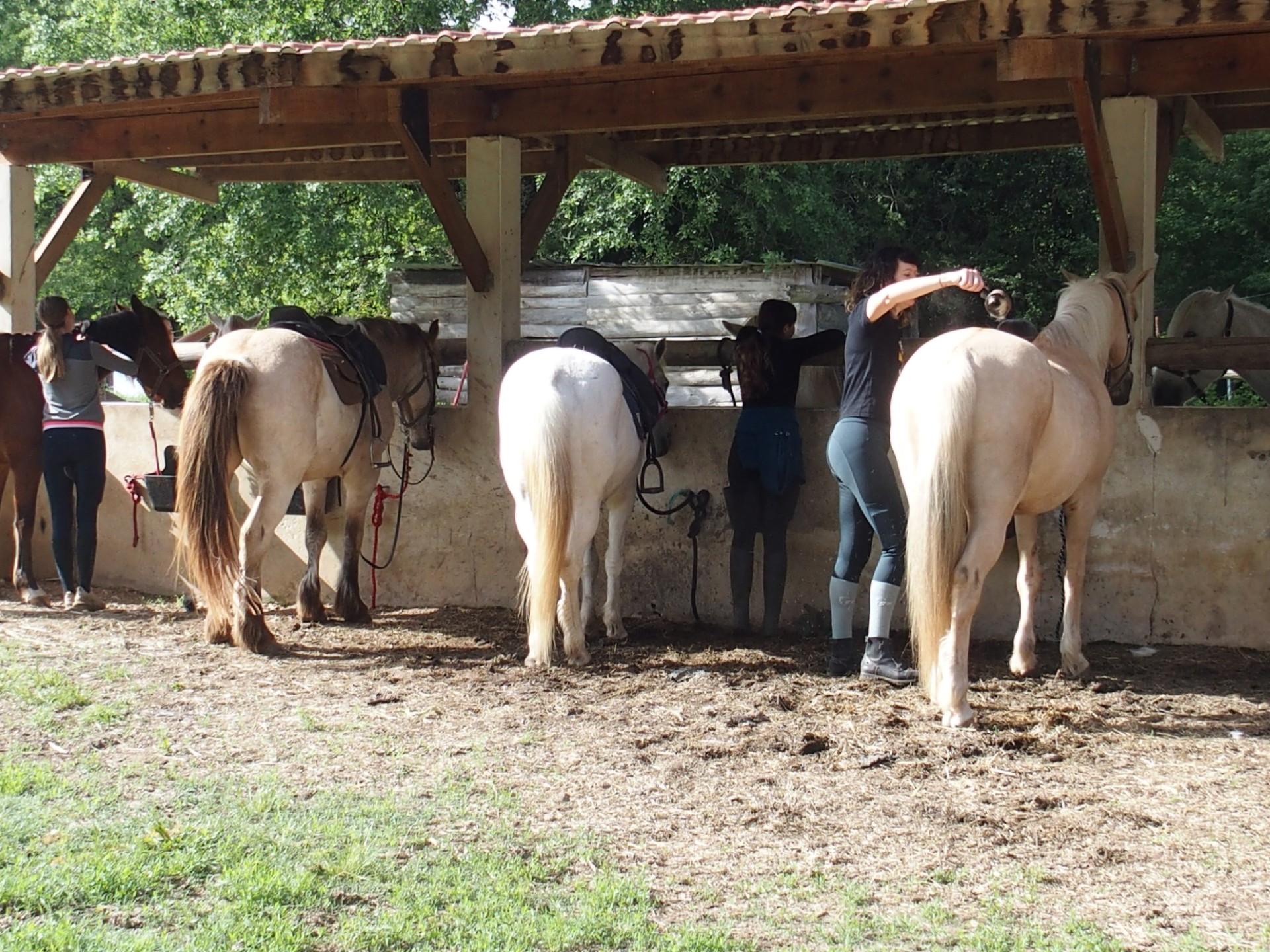 Des chevaux !