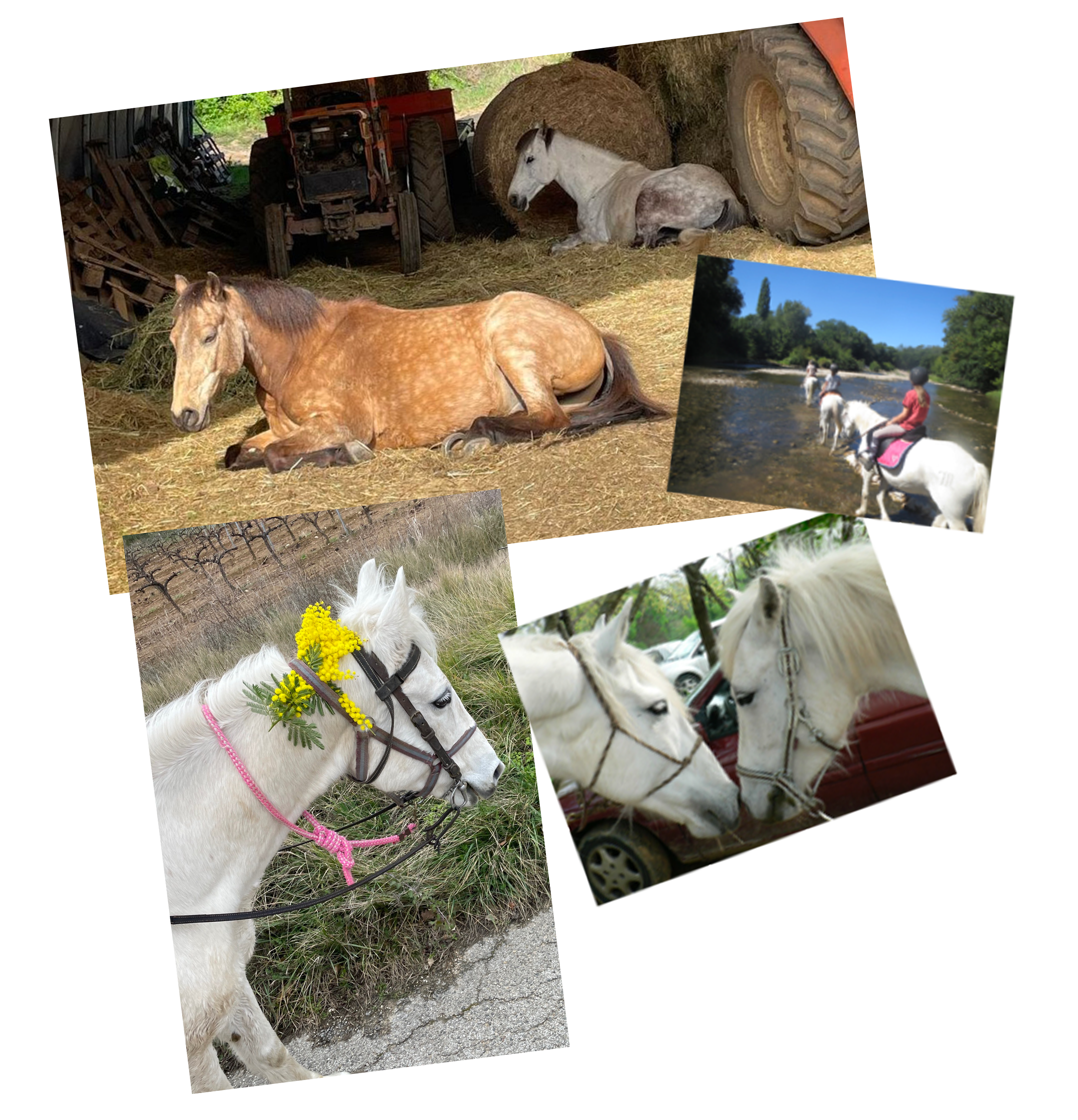 Des chevaux !