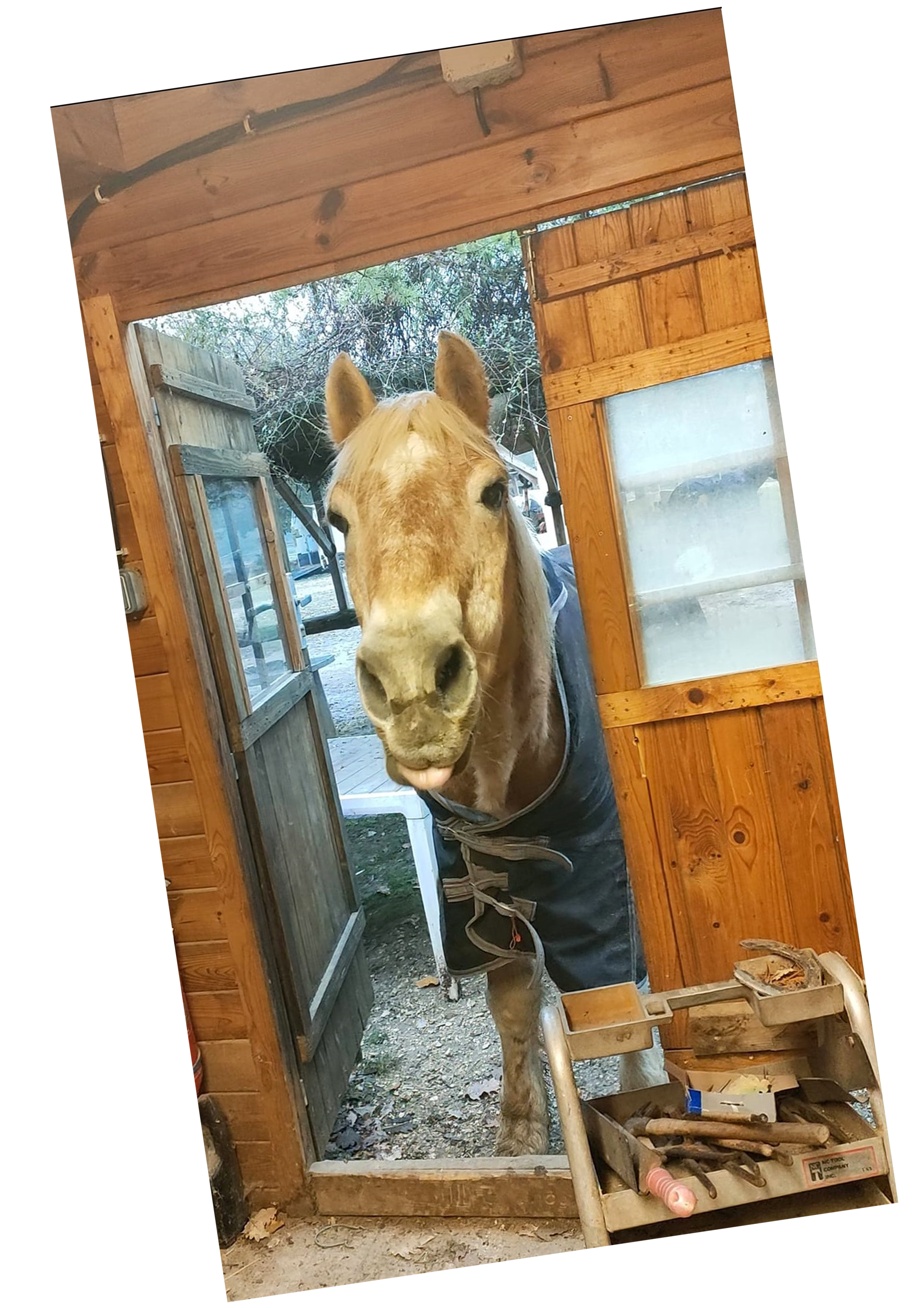 Des chevaux !