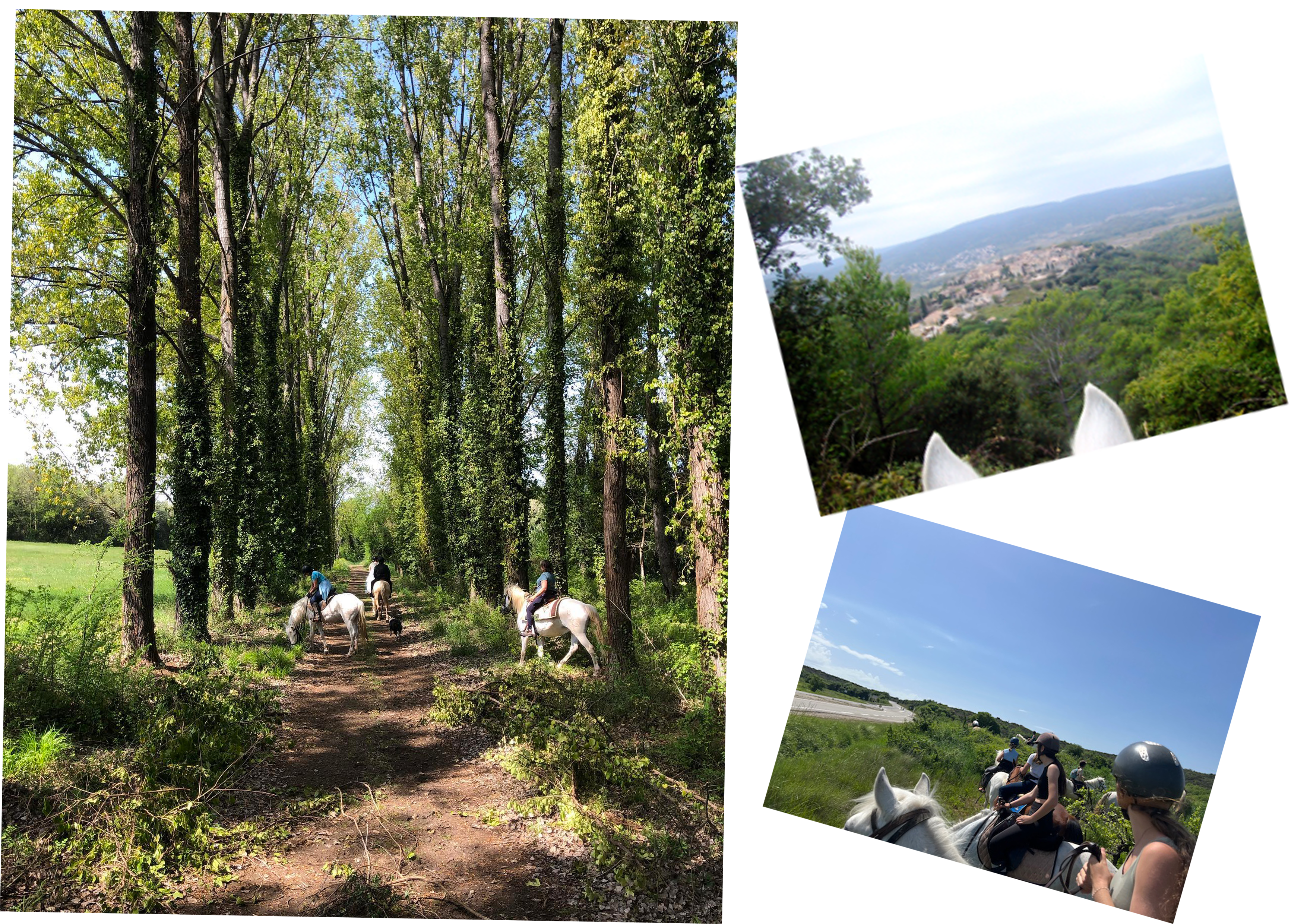 Des chevaux !